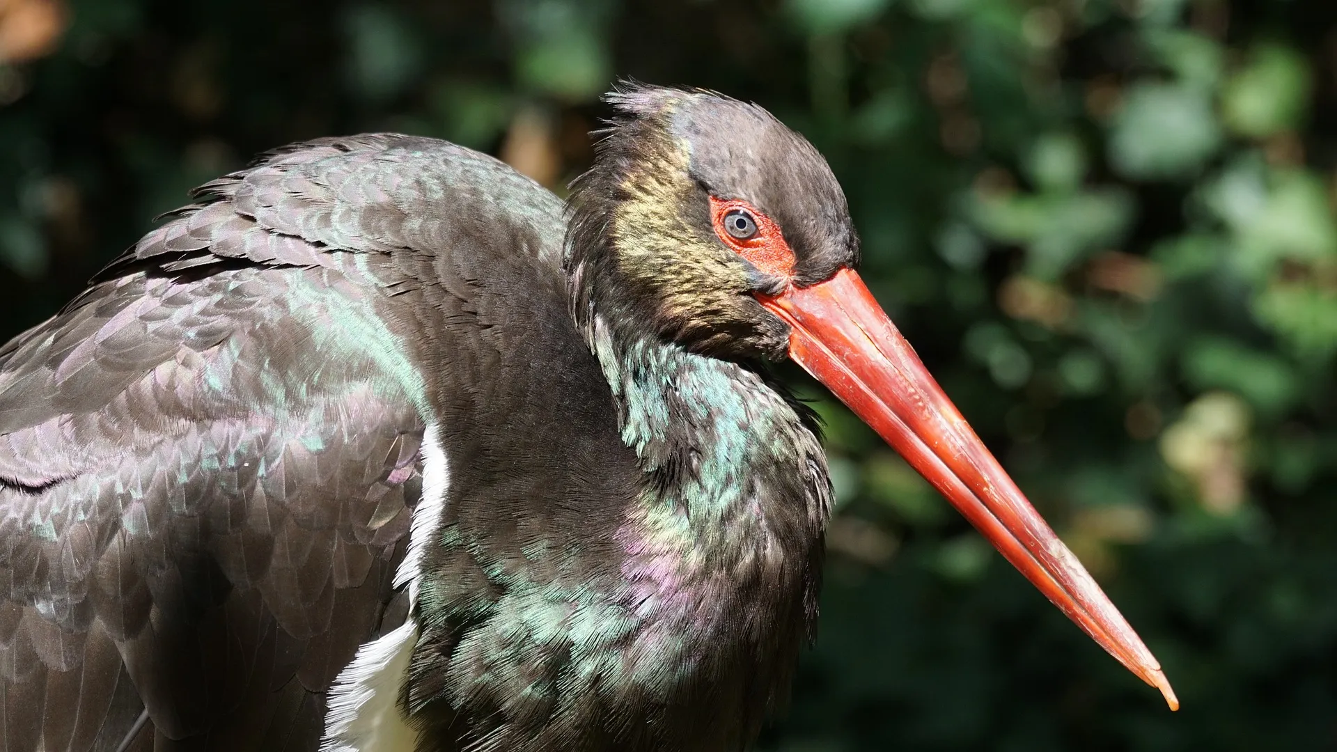 Naturschutz-pixabay-schwarzstorch-black-stork-907679_1920-c-pixel-mixer